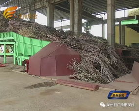 龙州南华公司新榨季新举措 原料蔗入厂过磅后两个工作日 蔗农即可收到蔗款